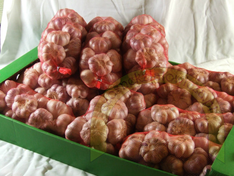 Czosnek zimowy Harnaś 40+ - siatka 1 kg zbiór 2023 Czosnek zimowy Harnaś 40+ - siatka 1 kg zbiór 2023