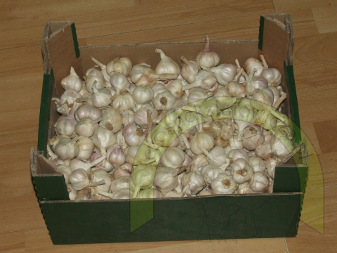 Latowicki Czosnek Wiosenny (*) Polski 1 kg Latowicki Czosnek Wiosenny (*) Polski 1 kg